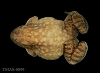 藏品(美國牛蛙)的圖片